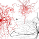 Imagen para el artículo titulado Identifican un nuevo tipo de neurona exclusiva del cerebro humano que podría influir en la percepción
